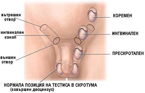 prostatita balanopostita tratamentul streptocid al prostatitei